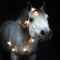Snow_Horse