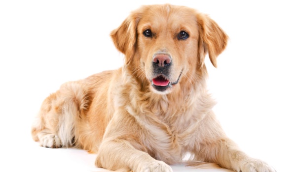 ,,Jestem Psem?!” #4