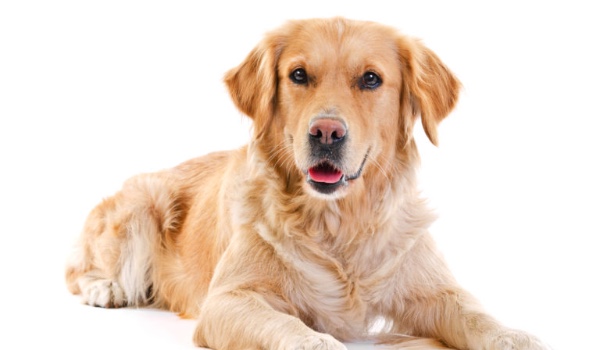 ,,Jestem Psem?!” #5