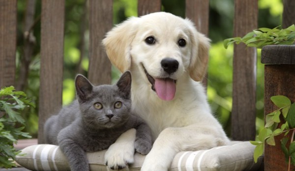 Jesteś bardziej jak kot czy pies?