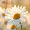 -White-Flower-
