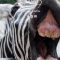 Zebra11