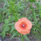Iza_belka_2011