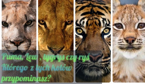 Puma ,lew ,tygrys czy ryś? Którego z nich przypominasz?
