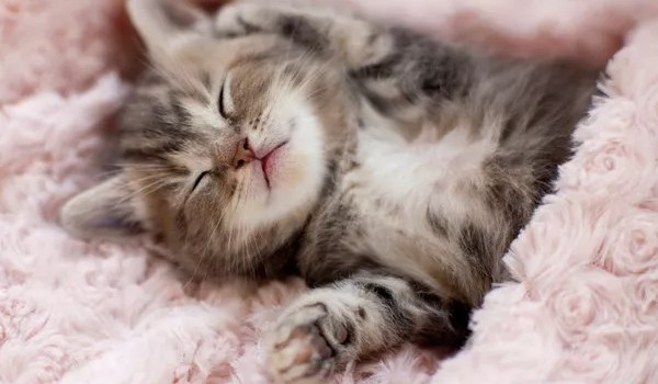 Dziennik Melizabelli