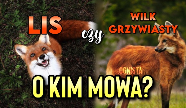 Lis czy wilk grzywiasty — o kim mowa?