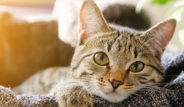 Dziennik Melizabelli