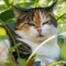 kot_w_doniczce