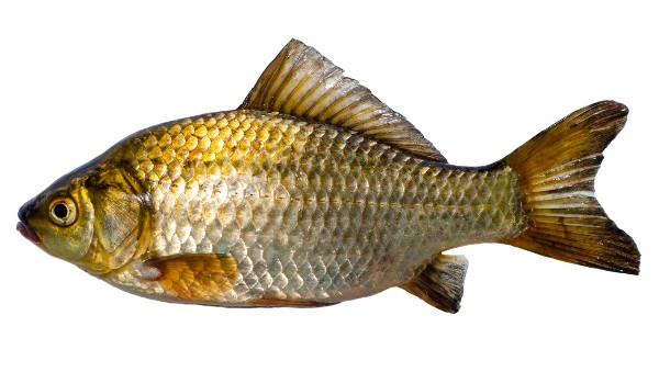 Jesteś rybą czy karasiem?