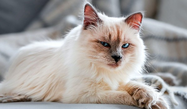 Dziennik Melizabelli