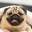 Mopspug