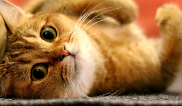 Dziennik Melizabelli