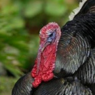 UntitledGooseGame