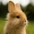 bunnie_girl