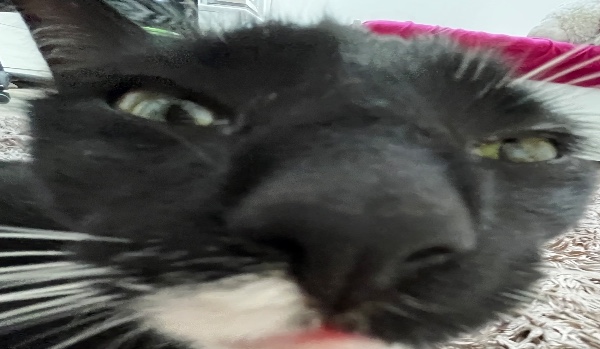 Jak dobrze znasz Zosię