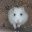 mutatehamster