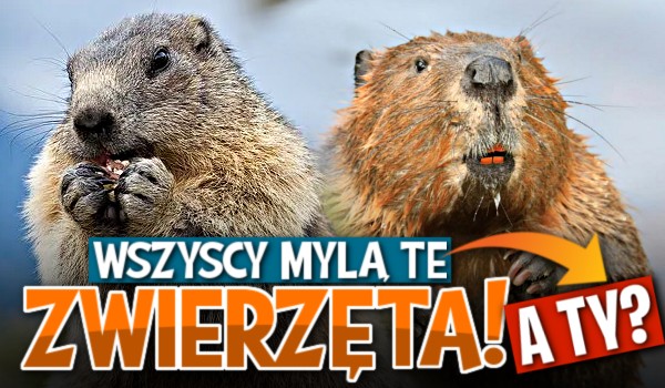 Wszyscy mylą te zwierzęta! A Ty?