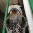 star_stable.Najleprze