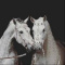 .Love-.Horse.
