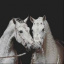 .Love-.Horse.