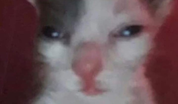 rospoznaj