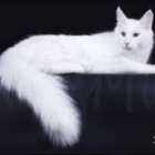 Kotka__Pusia
