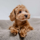 pysia_the_dog