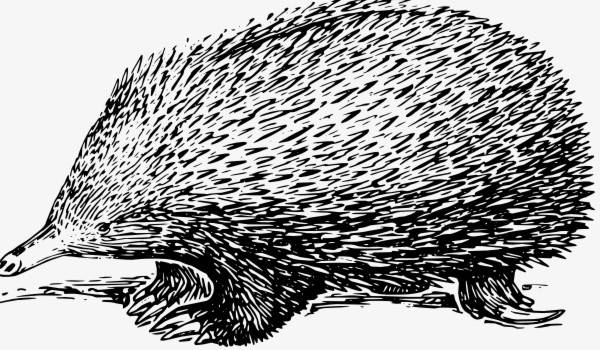 Czy jesteś ziomem???