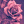 rosa.lilium