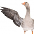 Goose235