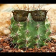 cactusy
