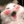 Pieczarka_pieczarkowata