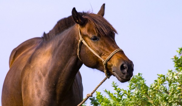 Początek w stajni part 3
