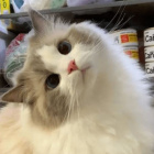 Yookubus