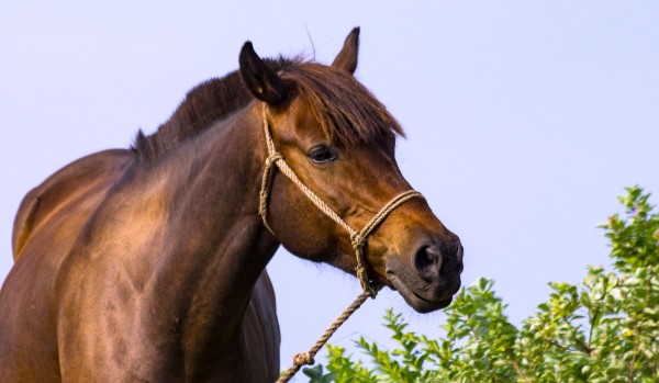 Part 4 początek w stajni