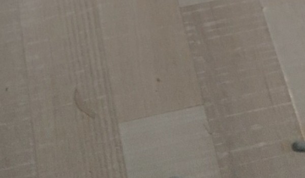 Zgadnę twoją płeć