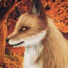 Wild_craft_kot