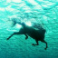 Water.Horse