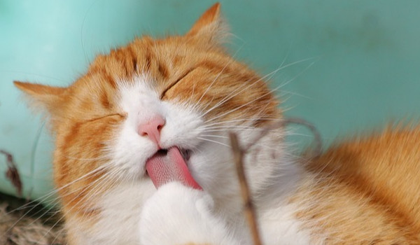 jakim typem kota byś był