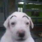 rozkurwiszon