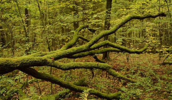 Białowieski Park Narodowy – Quiz