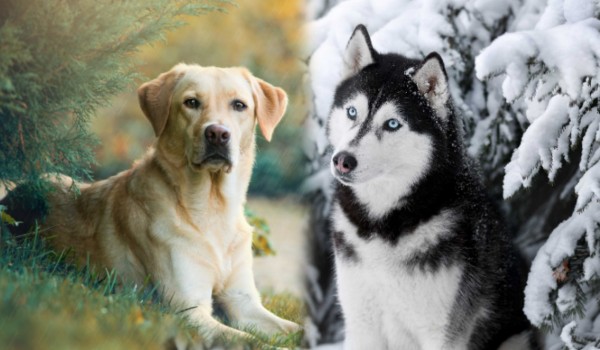 Jaką mieszanką dwóch ras psów jesteś?
