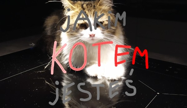 Jakim kotem jesteś