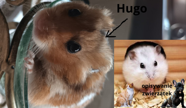 pszedstawianie zwierzątek ” Hugo ”