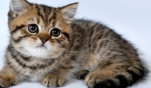 Zgadnę czy masz kot