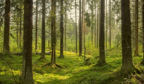 Czy przetrwasz w lesie 2?