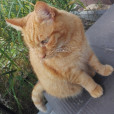 Wojo_FireStar