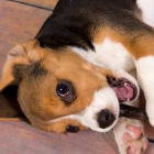 I_love_dogs_official