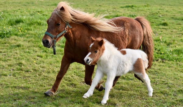 Jesteś kucem czy koniem?