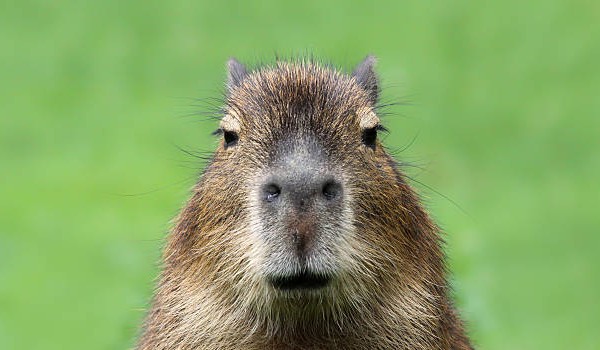 Jaką kapibarom jesteś